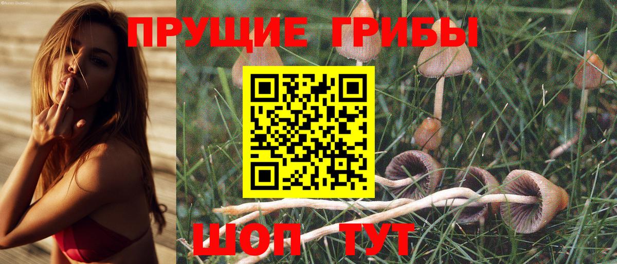 Псилоцибиновые грибы Psilocybine cubensis Дедовск